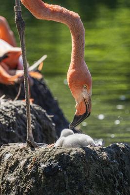 Flamingo-Nachwuchs-stock-photo