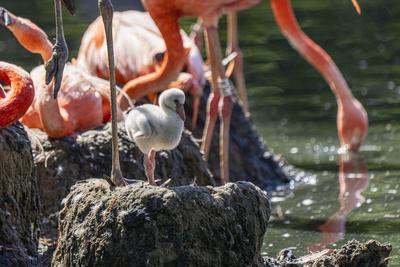 Flamingo-Nachwuchs-stock-photo