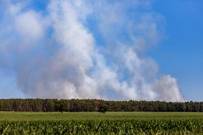 Waldbrand bei Babben-stock-foto