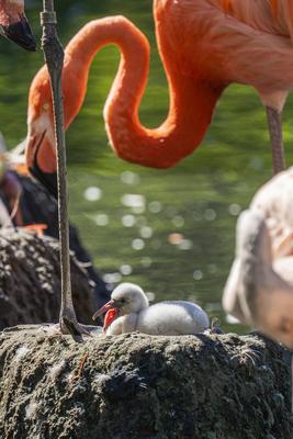 Flamingo-Nachwuchs-stock-photo