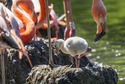 Flamingo-Nachwuchs-stock-photo