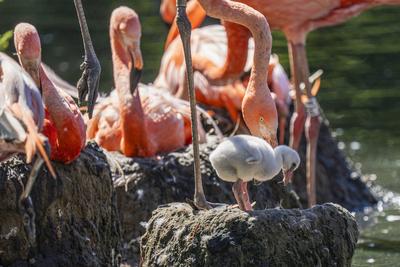 Flamingo-Nachwuchs-stock-photo