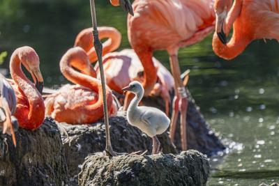 Flamingo-Nachwuchs-stock-photo