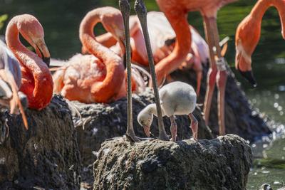 Flamingo-Nachwuchs-stock-photo