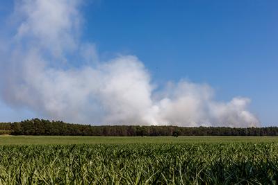 Waldbrand bei Babben-stock-foto