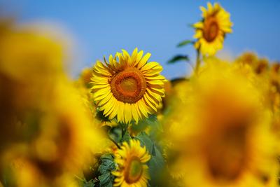 DEU/Deutschland/Brandenburg/Drebkau, 02.07.2025, Sonnenblumen bluehen auf einem Feld bei Drebkau in der brandenburgische-stock-foto