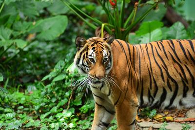 Peninsular Malaysia holds some of the world?s oldest, most intact rainforests and is home to seven wild cat species, inc-stock-foto
