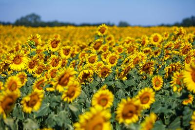 DEU/Deutschland/Brandenburg/Drebkau, 02.07.2025, Sonnenblumen bluehen auf einem Feld bei Drebkau in der brandenburgische-stock-foto