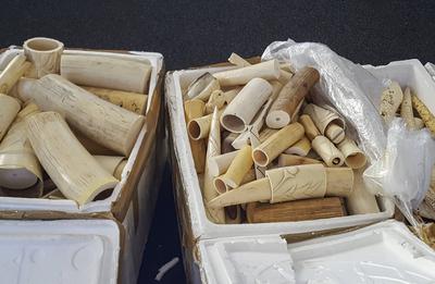 Elfenbein: Schmuggler in Cottbus vor Gericht. Vor dem Landgericht Cottbus präsentieren Mitarbeiter rund 1,2 Tonnen Elfen-stock-photo