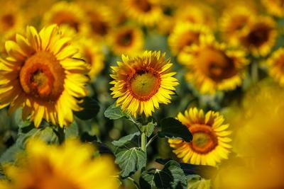 DEU/Deutschland/Brandenburg/Drebkau, 02.07.2025, Sonnenblumen bluehen auf einem Feld bei Drebkau in der brandenburgische-stock-foto