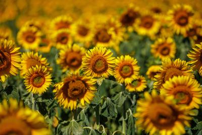 DEU/Deutschland/Brandenburg/Drebkau, 02.07.2025, Sonnenblumen bluehen auf einem Feld bei Drebkau in der brandenburgische-stock-foto