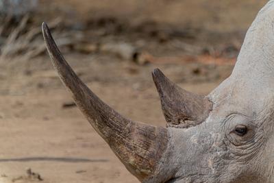 Breitmaul-Nashorn Das Breitmaulnashorn (Ceratotherium simum) oder Breitlippennashorn ist ein S?ugetier aus der Familie d-stock-foto
