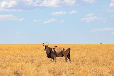 Blick auf wilde Tiere im Wildreservat auf Safari-stock-foto