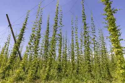 Hopfengarten der Hochdorfer Kronenbrauerei. Hopfenanbau im Heckeg?u in der Region Nordschwarzwald. // 02.07.2025, Nagold-stock-foto