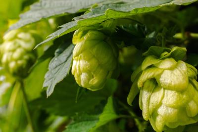Bauernhof und Landwirtschaft Konzept. Gr?ne frische reife Bio-Hopfenzapfen f?r die Herstellung von Bier und Brot, Nahaufnahme. Frischer Hopfen f?r die Brauproduktion. Hopfenpflanze w?chst im Garten oder Bauernhof.-stock-photo