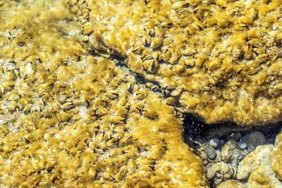 Quagga-Muscheln im Bodensee, Muschelplage, Lindau, April 2025-stock-foto