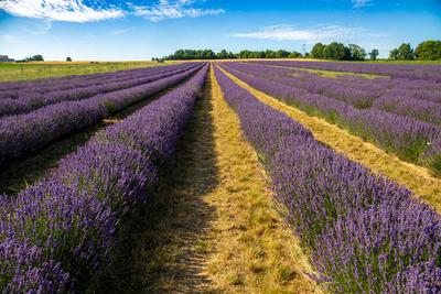 News Bilder des Tages Lavendelfeld bei Gr?nstadt (Pfalz)***Das Weingut Gaul kultiviert Lavendel und vermarktet die darau-stock-foto