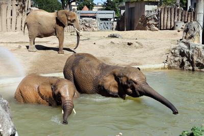 01.07.2025 Sachsen Anhalt Sachsen-Anhalt Halle Saale Elefanten im Bergzoo Zoo Zoologischer Garten Die Dickh?uter baden d-stock-foto
