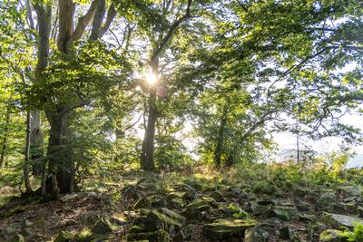 Sommerabend im Wald-stock-foto