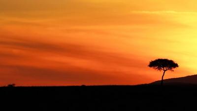 Atemberaubende Silhouette eines einsamen Baumes vor einem lebhaften orange-gelben Sonnenuntergang, der die ruhige Sch?nh-stock-foto