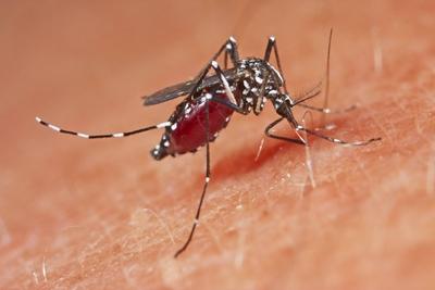 Asiatische Tigermuecke Tropische Tigermuecke Dengue Muecke Denguemuecke Zika Muecke Zikamuecke-stock-foto