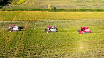 Early Rice Harvest in Yichun-stock-foto