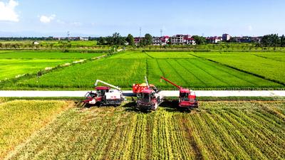 Early Rice Harvest in Yichun-stock-foto