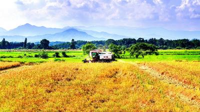 Early Rice Harvest in Yichun-stock-foto