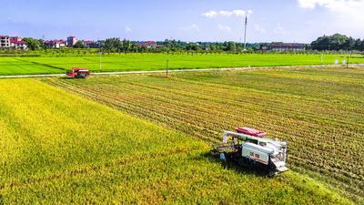 Early Rice Harvest in Yichun-stock-foto
