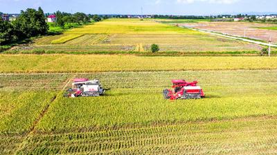 Early Rice Harvest in Yichun-stock-foto