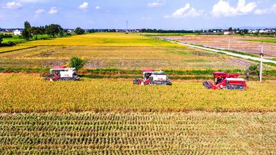 Early Rice Harvest in Yichun-stock-foto