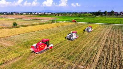 Early Rice Harvest in Yichun-stock-foto