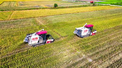 Early Rice Harvest in Yichun-stock-foto