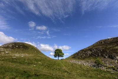 Sycamore Gap Northumberland England UK Europe *** Sycamore Gap Northumberland England UK Eur-stock-foto