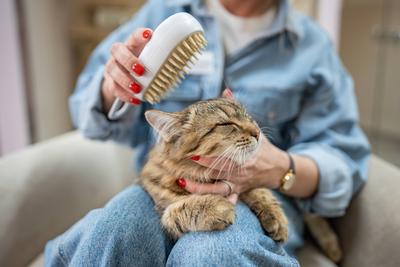 Katze erh?lt Pflege und Massage von Tierhotelangestellten mit Dampfb?rste in einem Hotel f?r Haustiere-stock-photo