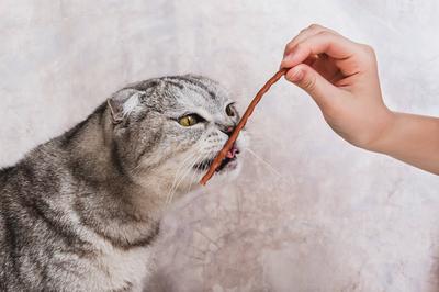 Hand gibt einer grauen Katze ein St?ckchen Leckerli-stock-foto