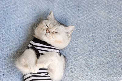 Portr?t einer s??en schlafenden wei?en britischen Katze in einem gestreiften T-Shirt liegt auf einer blauen Strickdecke, Ansicht von oben-stock-foto
