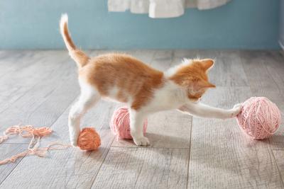 K?tzchen spielt auf dem Boden mit Wollkn?ueln. Lebensstil.-stock-foto