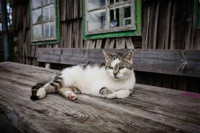 AUT, Unterwegs in Ober?sterreich, Themenbild, Symbolbild, Verschiedene Themenbilder, Hauskatze, Katze-stock-foto