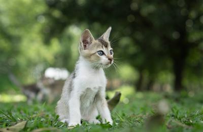 Ein aufmerksames K?tzchen sitzt auf Gras mit ?ppigem gr?nen Laub im Hintergrund-stock-foto