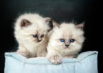 Bezaubernde flauschige K?tzchen mit blauen Augen-stock-foto