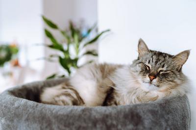graue flauschige Hauskatze genie?t den Schlaf im bequemen Kratzbaum-stock-foto