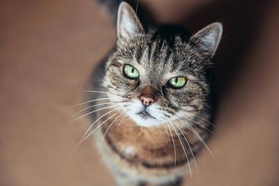 Lustige Portr?t arrogant kurzhaarigen inl?ndischen Tabby-Katze zu Hause entspannen. Kleines K?tzchen liebenswertes Mitglied der Familie spielen indoor. Haustierpflege Gesundheit und Tier Konzept.-stock-photo
