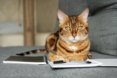 Bengal cat on the sofa with an open notebook or notepad. Bengal cat on the sofa with an open notebook or notepad. Smart-stock-foto