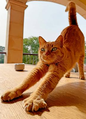 Katze Spain 20250220 Symbolbild, Katze *** Cat Spain 20250220 Symbol image, cat-stock-foto