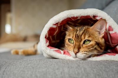 A cute cat is relaxing inside on a cat bed. A cute cat is relaxing inside on a cat bed. Cute funny cat in bed at home. C-stock-foto