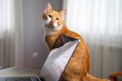 Rote Katze sitzt auf dem Tisch mit einem Laptop. Konzept der Fernarbeit zu Hause und Komfort. Freiberufliche T?tigkeit. Produktivit?t und Komfort am Arbeitsplatz, digitaler Nomadenlebensstil, flexible Zeitpl?ne, gem?tliche B?ror?ume.-stock-foto
