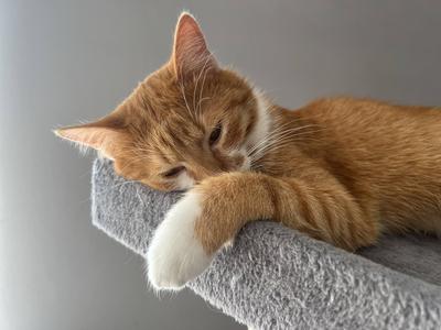 Schlafende orangefarbene Katze. Zuhause und Komfort. Wei?e Pfoten, rote F?rbung. Rotbraune Katze. Symbol f?r Gem?tlichkeit, W?rme und die einfachen Freuden des h?uslichen Lebens.-stock-foto