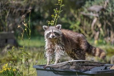 Waschb?r (Procyon lotor), der auf einem Plastikbeh?lter im Hinterhof steht und in die Kamera schaut, niedliches Tier, aber invasive Art und Neozoon in Deutschland, Europa, copy space-stock-photo
