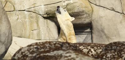 Eisbär Kap dreht im Eismeer vom Tierpark Hagenbeck seine Runden. Er wird den Tierpark bald verlassen. Auf diese Weise be-stock-foto